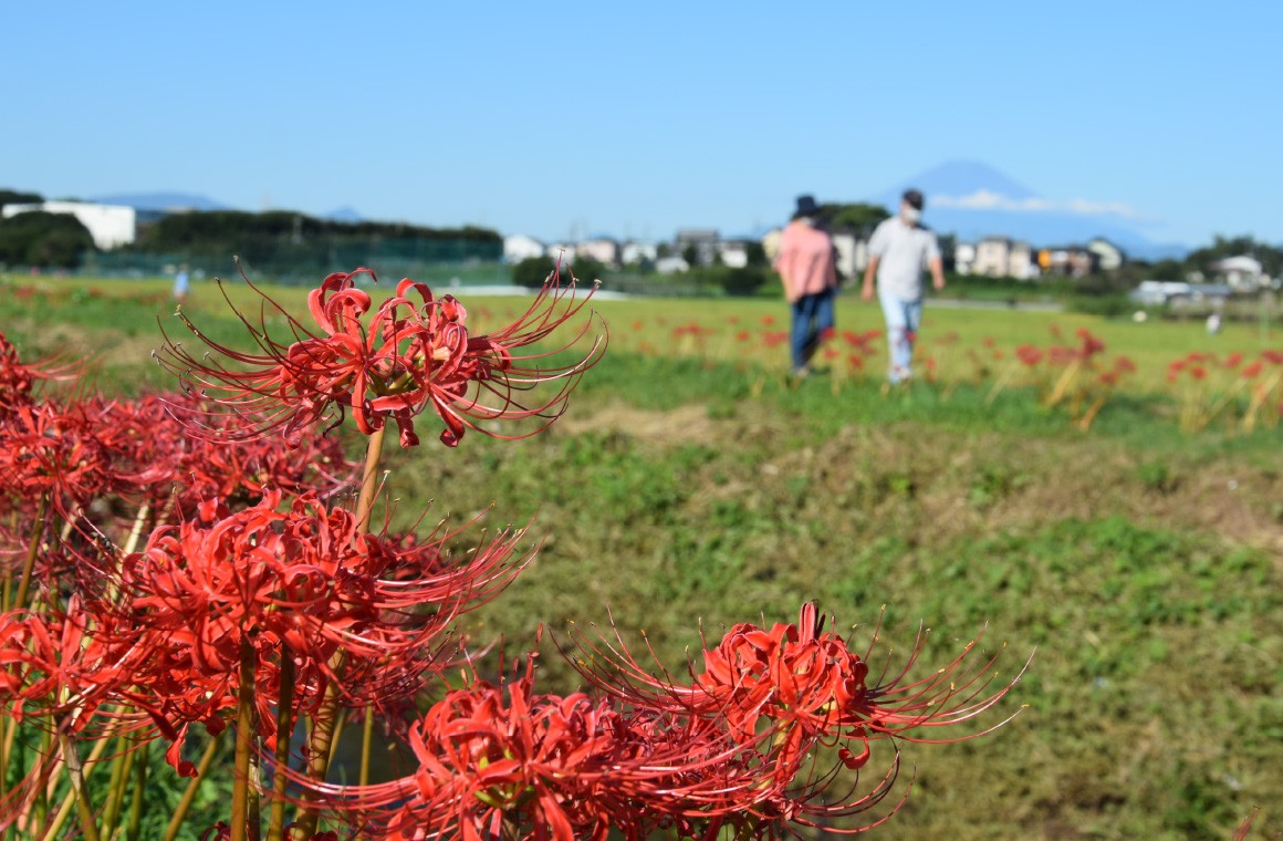 小出川彼岸花まつりに行ってみよう!