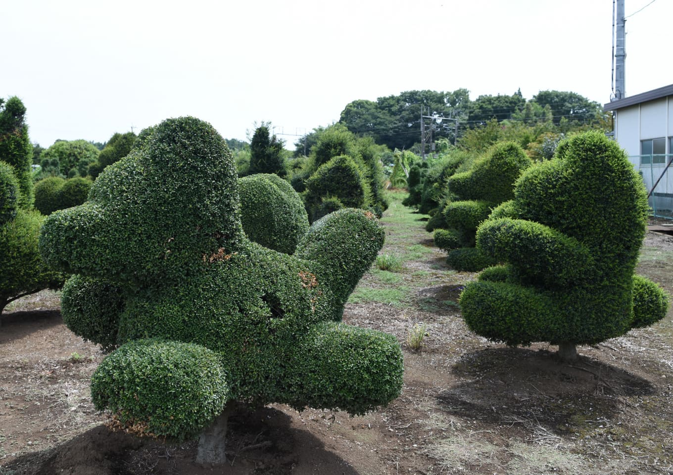 かしや園