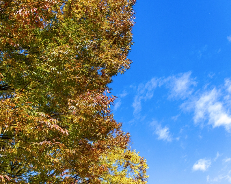紅葉と空のコントラストがキレイな朝でした