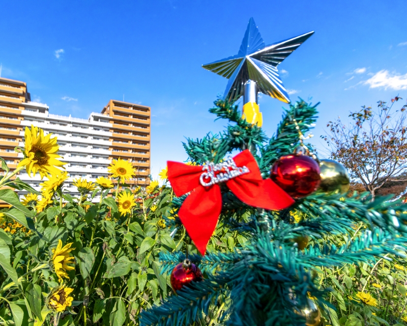 季節はクリスマス前なので、キラキラした飾りが華を添えます