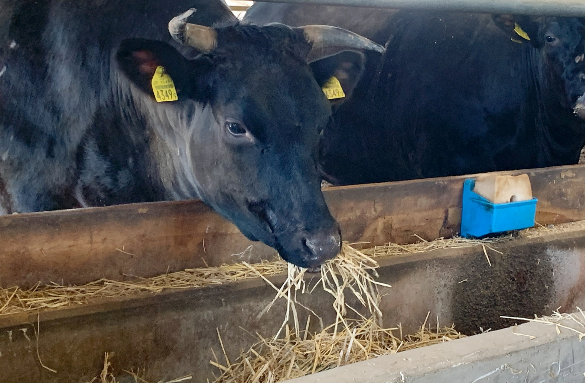 健康意識を究めた、こだわりの飼料がすごい!
