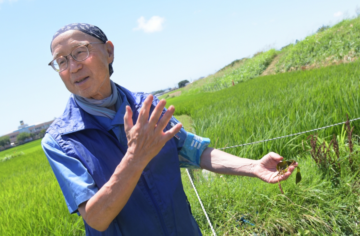 田んぼの新鮮な風と緑が、地球を守る