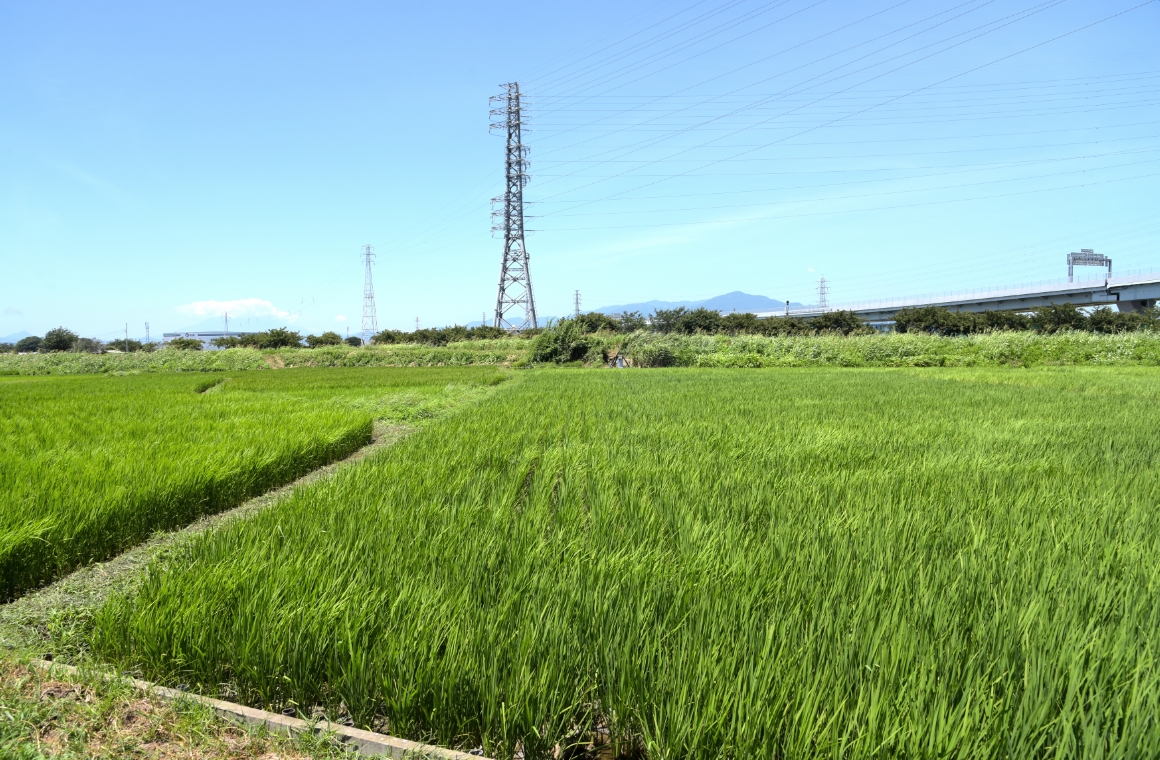 田んぼの新鮮な風と緑が、地球を守る