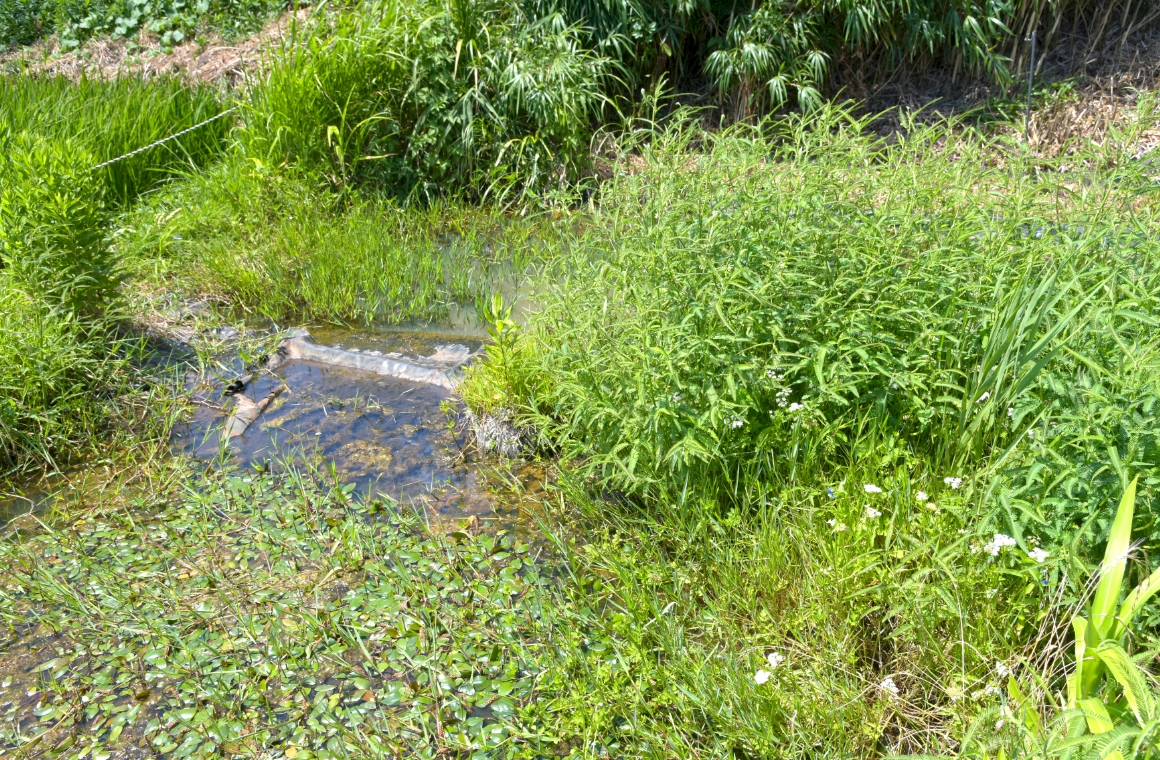 虫・植物のいるところ