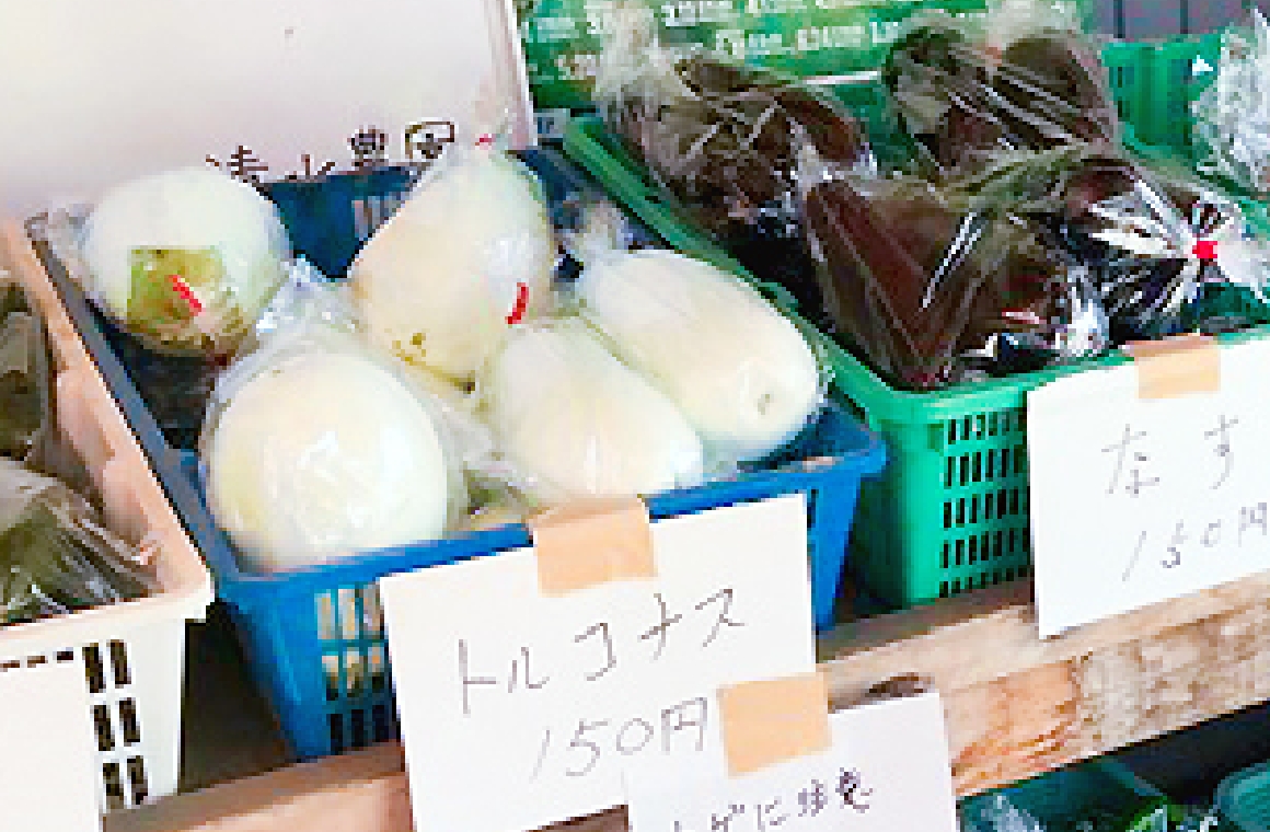 トルコナス販売
