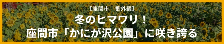 冬のヒマワリ！　座間市「かにが沢公園」に咲き誇る
